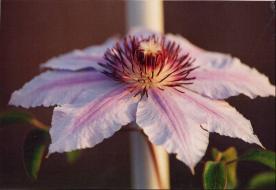 Nelly Moser Clematis