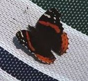 A red admiral, sunning