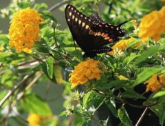 A black swallowtail on yellow Lantana