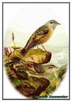 Alpine Accentor