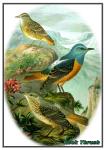Rock Thrush