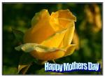 No:02 - Yellow Rose