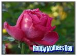 No:03 - Pink Rose