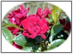 No:01 - Red Rose
