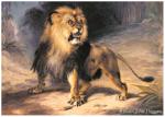 No:01 - Lion