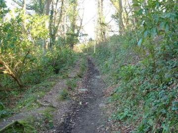 Lane through Covington Woods