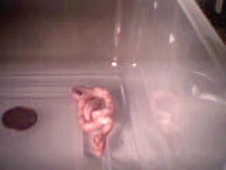 Amelanistic corn hatchling