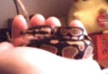 Ball Python 1