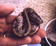 Ball Python 2