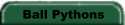 Ball Pythons