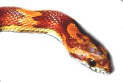 Corn Snake