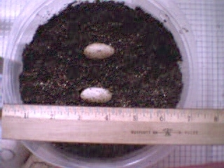 Gecko Eggs