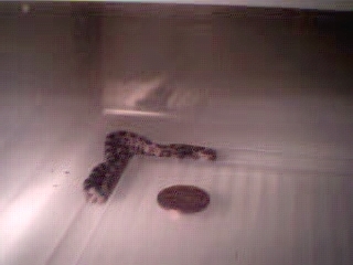 Classic corn hatchling