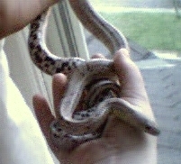 Charcoal corn