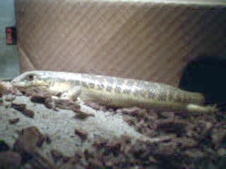 Male Skink-Teek
