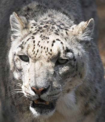 Snow Leopard