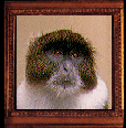 fuzzy wuzzy