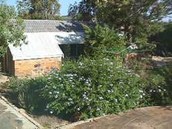Our garden cattery