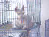 dog2.JPG (66590 bytes)
