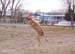 BabyJumping