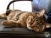 Tigger