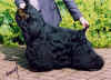 dance-fever.jpg (32713 bytes)