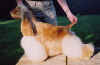 footloose.jpg (20038 bytes)