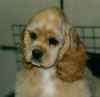 puppy.jpg (13943 bytes)
