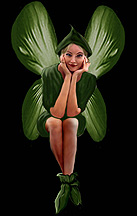 willow.jpg (13k)