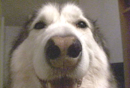 sheela's Carl beloved woofie :)