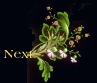 floral1next.jpg