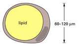 adipocitos.jpg (2804 bytes)