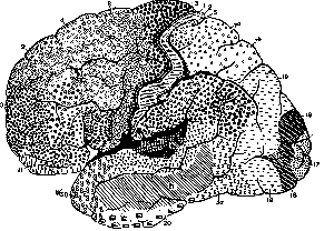 mapa de Brodmann
