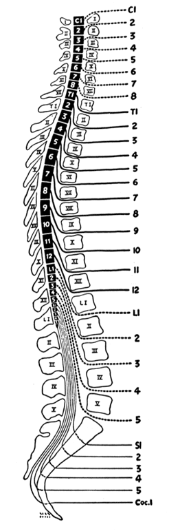 diag-col.gif (37802 bytes)
