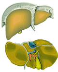 figado.gif (5782 bytes)