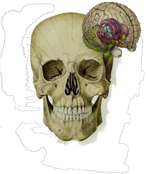 h sapiens