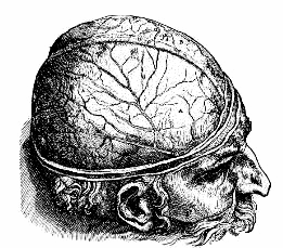 Vesalius