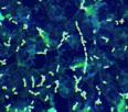 Calderwood Lab