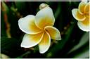 flowers1.JPG