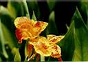 flowers2.JPG