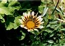 flowers3.JPG