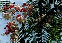 flowers4.JPG