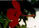 flowers5.JPG