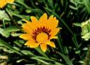 flowers6.JPG