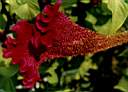 flowers8.JPG