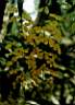 flowers9.JPG