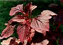 redleaves.JPG