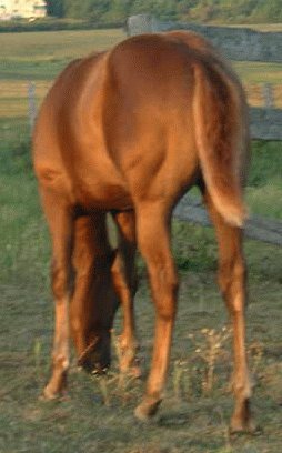 RipAug_rear.jpg