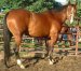 Sierpe De Jack x Sheza Poco Mui