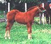 Docs Zephyr x Skips Ole Dogood